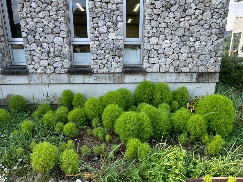 花壇に生えたコキア